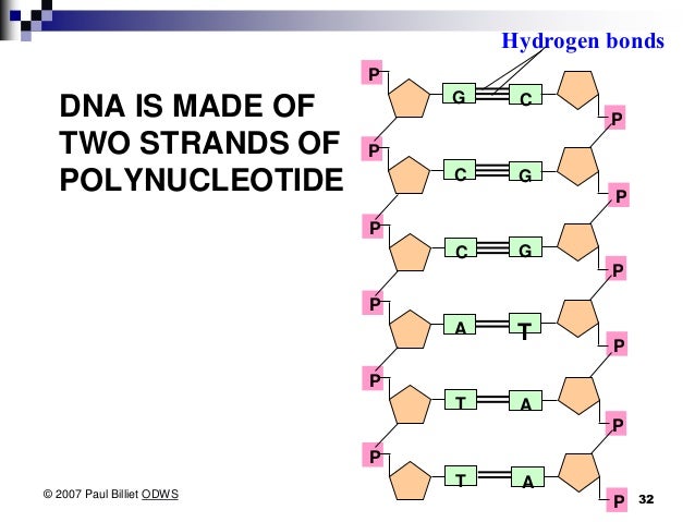 What are nucleic acids made of?