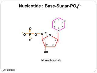 AP Biology
Nucleotide : Base-Sugar-PO4
2-
P
O
O
O
O
N
N
5
6
1
2
3
4
O
C
5’
1’
4’
3’ 2’
OH
Monophosphate
 