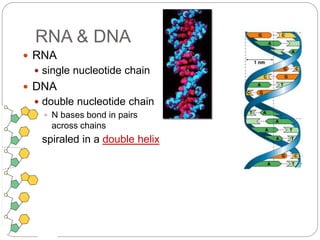AP Biology
RNA & DNA
 RNA
 single nucleotide chain
 DNA
 double nucleotide chain
 N bases bond in pairs
across chains
 spiraled in a double helix
 