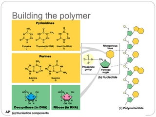 AP Biology
Building the polymer
 