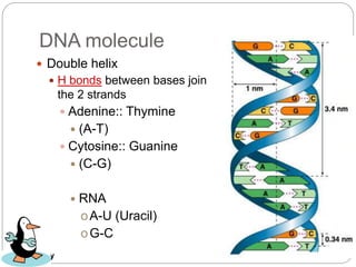 AP Biology
DNA molecule
 Double helix
 H bonds between bases join
the 2 strands
 Adenine:: Thymine
 (A-T)
 Cytosine:: Guanine
 (C-G)
 RNA
oA-U (Uracil)
oG-C
 