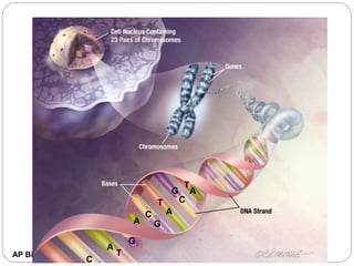AP Biology
A
A
A
A
T
C
G
C
G
T
G
C
T
 
