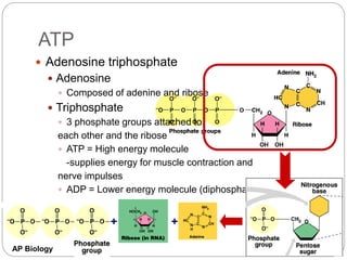 AP Biology
ATP
 Adenosine triphosphate
 Adenosine
 Composed of adenine and ribose
 Triphosphate
 3 phosphate groups attached to
each other and the ribose
 ATP = High energy molecule
-supplies energy for muscle contraction and
nerve impulses
 ADP = Lower energy molecule (diphosphate)
+
+
 