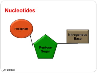 AP Biology
Nucleotides
Phosphate
Pentose
Sugar
Nitrogenous
Base
 