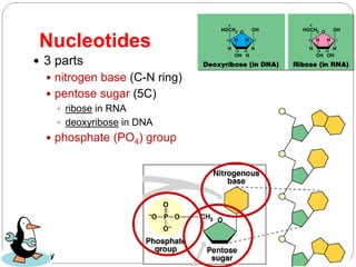 AP Biology
Nucleotides
 3 parts
 nitrogen base (C-N ring)
 pentose sugar (5C)
 ribose in RNA
 deoxyribose in DNA
 phosphate (PO4) group
 