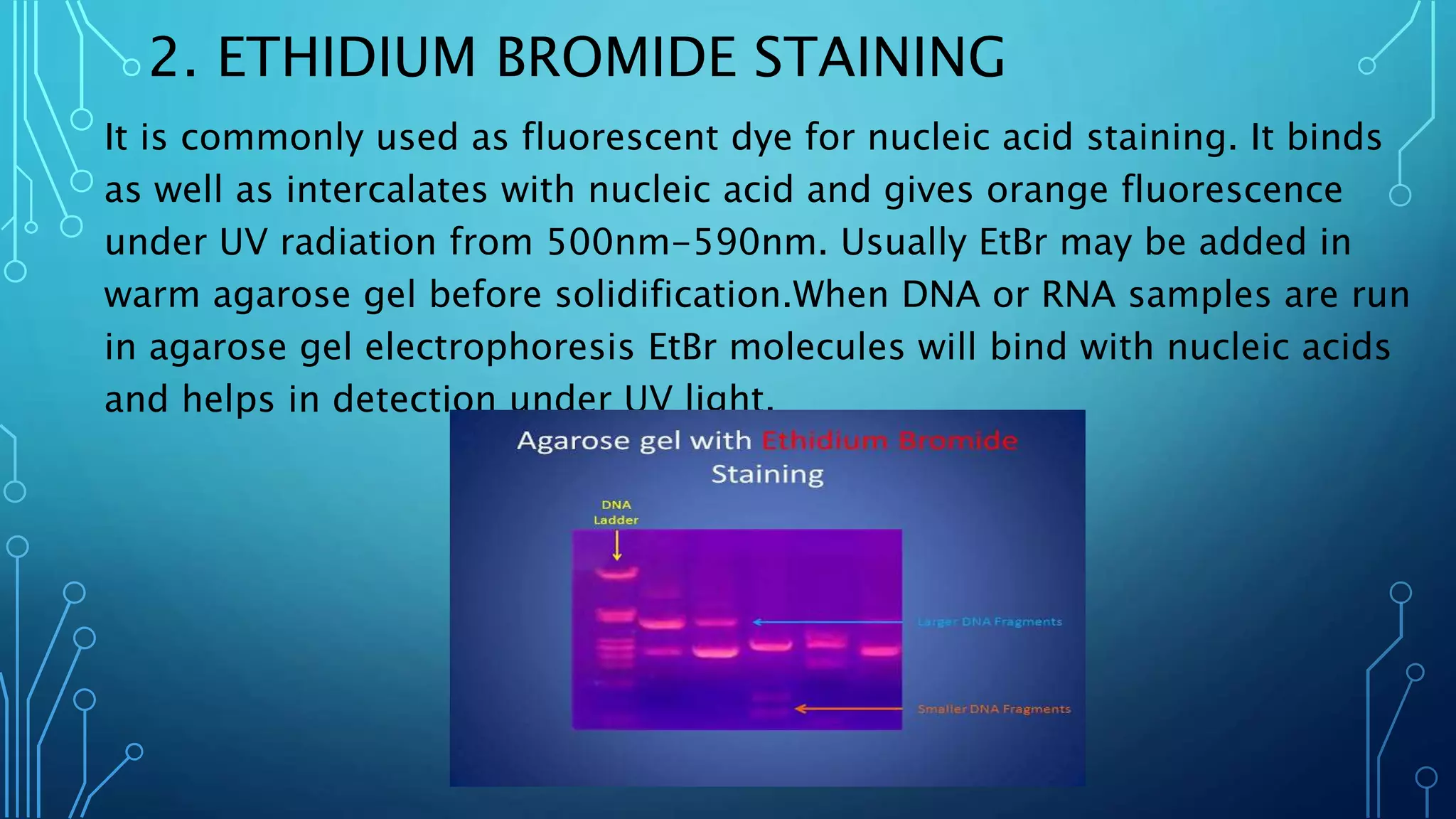2. ETHIDIUM BROMIDE STAINING
It is commonly used as fluorescent dye for nucleic acid staining. It binds
as well as intercalates with nucleic acid and gives orange fluorescence
under UV radiation from 500nm-590nm. Usually EtBr may be added in
warm agarose gel before solidification.When DNA or RNA samples are run
in agarose gel electrophoresis EtBr molecules will bind with nucleic acids
and helps in detection under UV light.
 