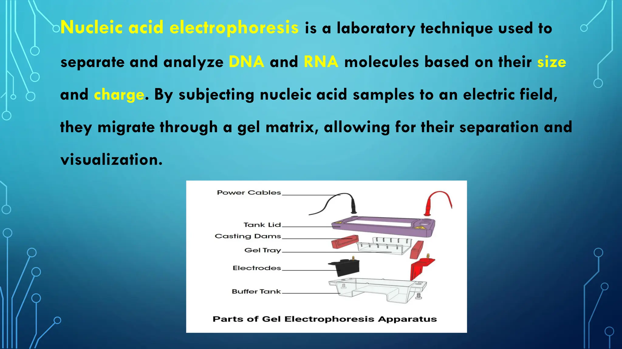 nucleic-acid-electrophoresis-molecular-biology-pdf