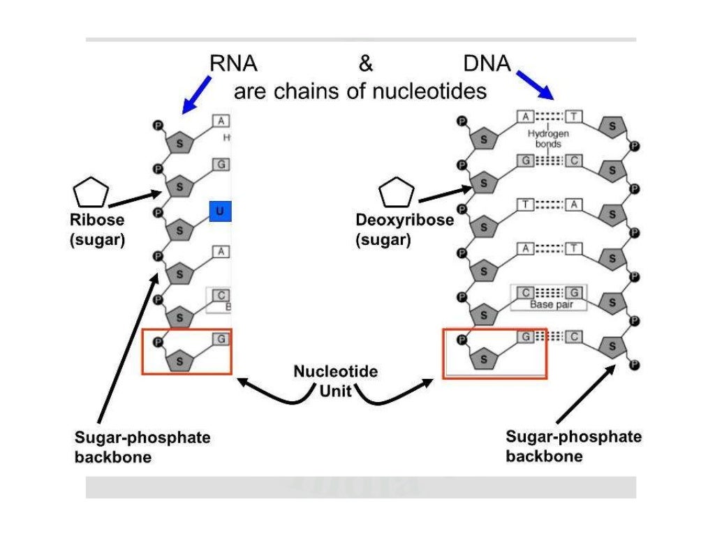 Nucleic acid extraction 2