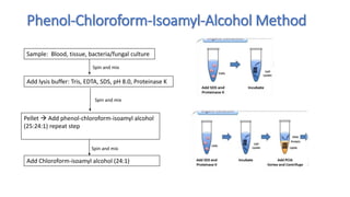 NUCLEIC ACID EXTRACTION AND PURIFICATION 2023.pptx