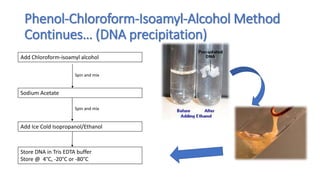 NUCLEIC ACID EXTRACTION AND PURIFICATION 2023.pptx