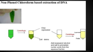 Nucleic acid extraction himanshu | PPTX