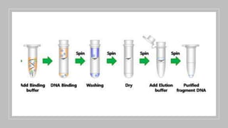 Nucleic acid extraction himanshu | PPTX