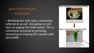 BASIC STEPS FOR DNA
EXTRACTION
1. Breaking the cells open, commonly
referred to as cell disruption or cell
lysis, to expos...