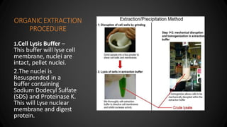 ORGANIC EXTRACTION
PROCEDURE
1.Cell Lysis Buffer –
This buffer will lyse cell
membrane, nuclei are
intact, pellet nuclei.
...