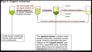 ORGANIC EXTRACTION PROCEDURE
4.DNA is precipitated from the aqueous layer by the
addition of ice cold 95% ethanol and salt...