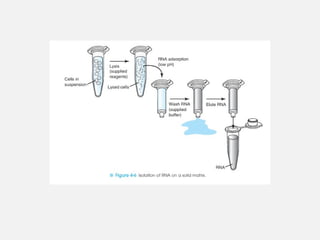 NUCLEIC ACID EXTRACTION TECHNIQUES ... MLS PRESENTATION.pptx