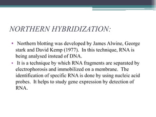 NORTHERN HYBRIDIZATION:
• Northern blotting was developed by James Alwine, George
stark and David Kemp (1977). In this technique, RNA is
being analysed instead of DNA.
• It is a technique by which RNA fragments are separated by
electrophorosis and immobilized on a membrane. The
identification of specific RNA is done by using nucleic acid
probes. It helps to study gene expression by detection of
RNA.
 