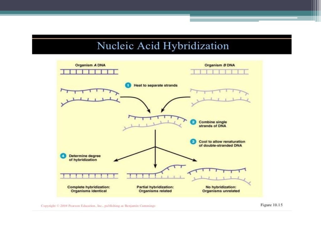 Nucleic acid hybridization