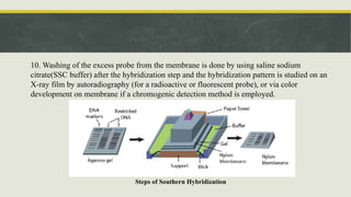 10. Washing of the excess probe from the membrane is done by using saline sodium
citrate(SSC buffer) after the hybridization step and the hybridization pattern is studied on an
X-ray film by autoradiography (for a radioactive or fluorescent probe), or via color
development on membrane if a chromogenic detection method is employed.
Steps of Southern Hybridization
 