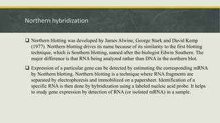 Northern hybridization
 Northern blotting was developed by James Alwine, George Stark and David Kemp
(1977). Northern blotting drives its name because of its similarity to the first blotting
technique, which is Southern blotting, named after the biologist Edwin Southern. The
major difference is that RNA being analyzed rather than DNA in the northern blot.
 Expression of a particular gene can be detected by estimating the corresponding mRNA
by Northern blotting. Northern blotting is a technique where RNA fragments are
separated by electrophoresis and immobilized on a papersheet. Identification of a
specific RNA is then done by hybridization using a labeled nucleic acid probe. It helps
to study gene expression by detection of RNA (or isolated mRNA) in a sample.
 