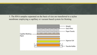 3. The RNA samples separated on the basis of size are transferred to a nylon
membrane employing a capillary or vacuum based system for blotting.
 