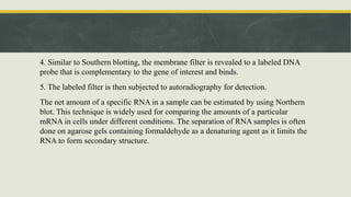 4. Similar to Southern blotting, the membrane filter is revealed to a labeled DNA
probe that is complementary to the gene of interest and binds.
5. The labeled filter is then subjected to autoradiography for detection.
The net amount of a specific RNA in a sample can be estimated by using Northern
blot. This technique is widely used for comparing the amounts of a particular
mRNA in cells under different conditions. The separation of RNA samples is often
done on agarose gels containing formaldehyde as a denaturing agent as it limits the
RNA to form secondary structure.
 