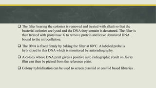  The filter bearing the colonies is removed and treated with alkali so that the
bacterial colonies are lysed and the DNA they contain is denatured. The filter is
then treated with proteinase K to remove protein and leave denatured DNA
bound to the nitrocellulose.
 The DNA is fixed firmly by baking the filter at 80°C. A labeled probe is
hybridized to this DNA which is monitored by autoradiography.
 A colony whose DNA print gives a positive auto radiographic result on X-ray
film can then be picked from the reference plate.
 Colony hybridization can be used to screen plasmid or cosmid based libraries .
 