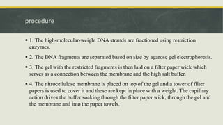 procedure
 1. The high-molecular-weight DNA strands are fractioned using restriction
enzymes.
 2. The DNA fragments are separated based on size by agarose gel electrophoresis.
 3. The gel with the restricted fragments is then laid on a filter paper wick which
serves as a connection between the membrane and the high salt buffer.
 4. The nitrocellulose membrane is placed on top of the gel and a tower of filter
papers is used to cover it and these are kept in place with a weight. The capillary
action drives the buffer soaking through the filter paper wick, through the gel and
the membrane and into the paper towels.
 