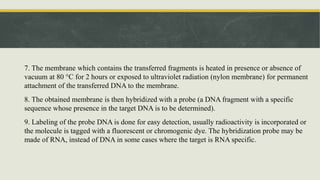 7. The membrane which contains the transferred fragments is heated in presence or absence of
vacuum at 80 °C for 2 hours or exposed to ultraviolet radiation (nylon membrane) for permanent
attachment of the transferred DNA to the membrane.
8. The obtained membrane is then hybridized with a probe (a DNA fragment with a specific
sequence whose presence in the target DNA is to be determined).
9. Labeling of the probe DNA is done for easy detection, usually radioactivity is incorporated or
the molecule is tagged with a fluorescent or chromogenic dye. The hybridization probe may be
made of RNA, instead of DNA in some cases where the target is RNA specific.
 