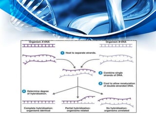 Nucleic acid hybridization | PPTX
