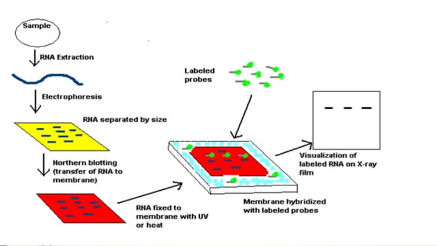 NUCLEIC ACID HYBRIDIZATION TECHNIQUES NOTES visual data 4