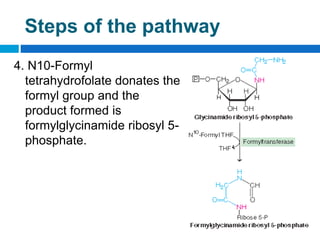 Formylglycinamide Ribotide Nucleic acid introduction & metabolism | PPTX