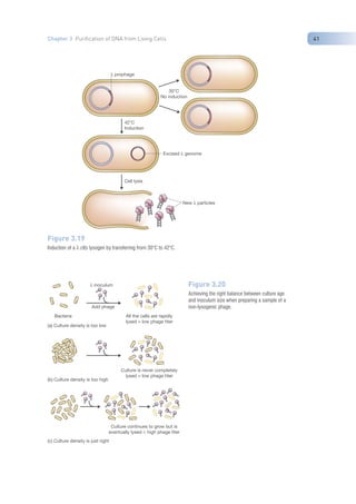 Nucleic Acid Isolation and purification (TAB).pdf