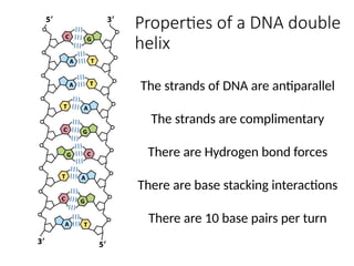 NUCLEIC ACID LECTURE, nucleic acid .pptx