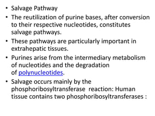 • Salvage Pathway
• The reutilization of purine bases, after conversion
to their respective nucleotides, constitutes
salvage pathways.
• These pathways are particularly important in
extrahepatic tissues.
• Purines arise from the intermediary metabolism
of nucleotides and the degradation
of polynucleotides.
• Salvage occurs mainly by the
phosphoribosyltransferase reaction: Human
tissue contains two phosphoribosyltransferases :
 
