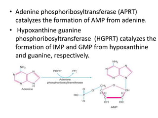• Adenine phosphoribosyltransferase (APRT)
catalyzes the formation of AMP from adenine.
• Hypoxanthine guanine
phosphoribosyltransferase (HGPRT) catalyzes the
formation of IMP and GMP from hypoxanthine
and guanine, respectively.
 