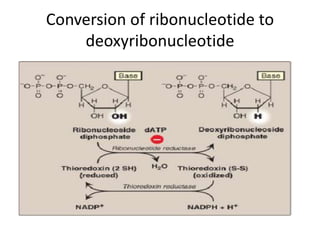 Conversion of ribonucleotide to
deoxyribonucleotide
 