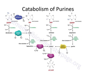 Catabolism of Purines
 
