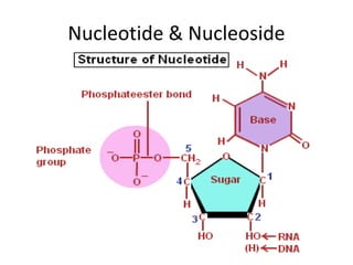 Nucleotide & Nucleoside
 