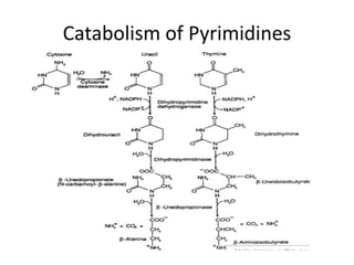 Catabolism of Pyrimidines
 