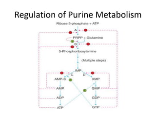 Regulation of Purine Metabolism
 