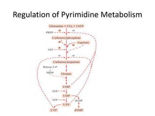Regulation of Pyrimidine Metabolism
 