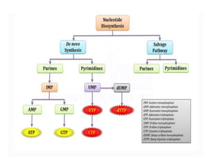 Nucleic acid metabolism