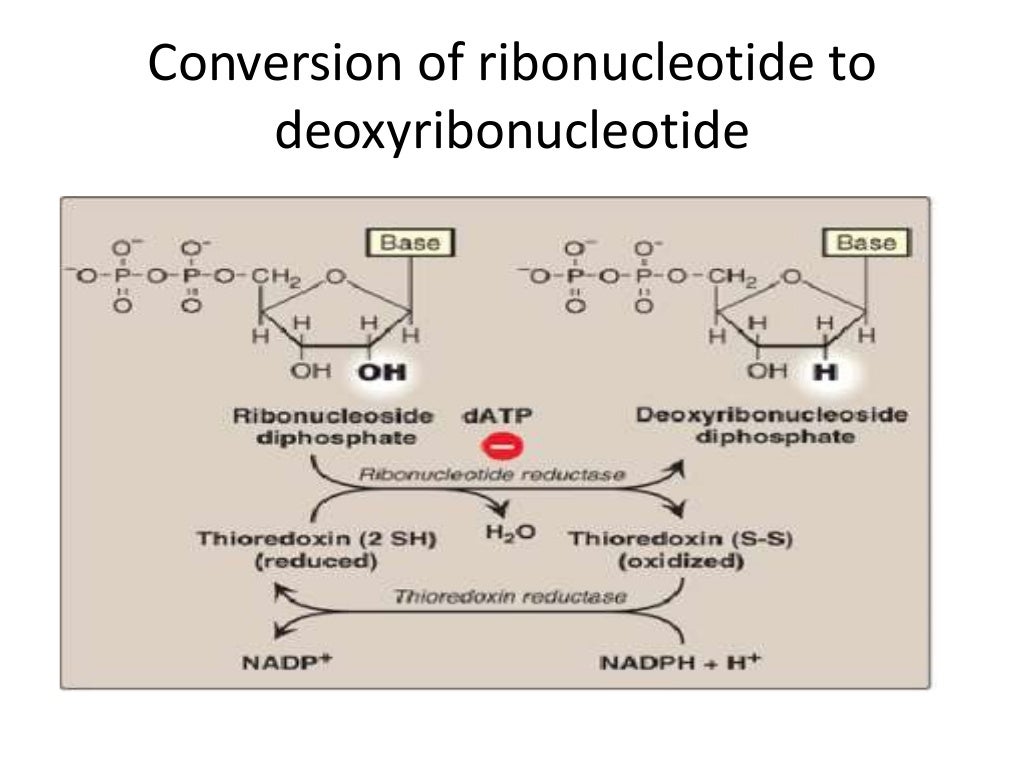Nucleic acid metabolism