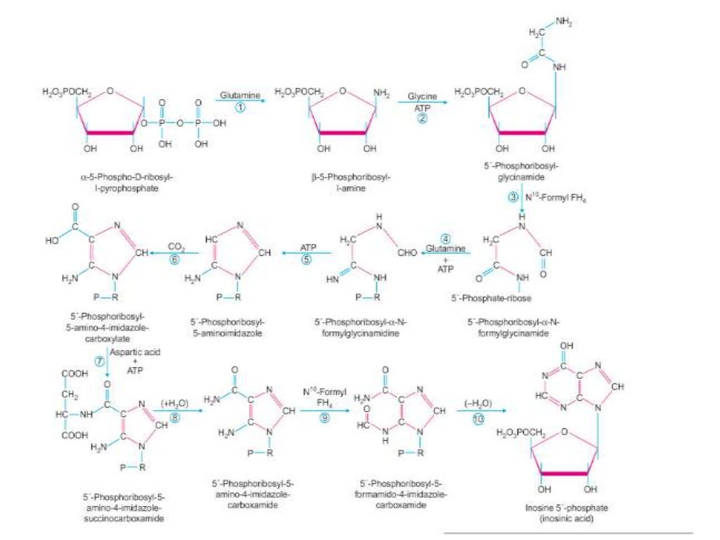 Nucleic acid metabolism