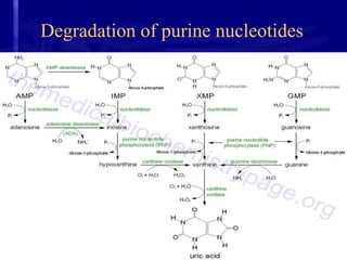 Degradation of purine nucleotides
 