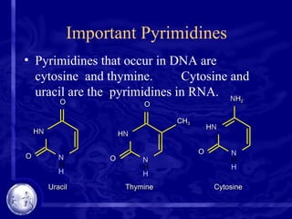 Important Pyrimidines
• Pyrimidines that occur in DNA are
cytosine and thymine. Cytosine and
uracil are the pyrimidines in RNA.
HN
N
H
O
O
Uracil
HN
N
H
O
O
CH3
Thymine
HN
N
H
NH2
O
Cytosine
 