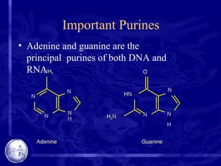 Important Purines
• Adenine and guanine are the
principal purines of both DNA and
RNA.
Adenine
N
N
NH2
N
N
H
Guanine
O
HN
N
H
N
N
H2N
 