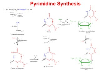 -
2 A T P + H C O 3 + G lutam ine + H 2 O
C
O
O 3
PO
-2
N H 2
C arbam oyl Phosphate
N
H
2
C
N
H
C
H
C
H
2
H O C
C O
O
O
O
C arbam oyl A spartate
H
N
C
N
H
C
H
C H 2
C
C O
O
O
O
D ihydroorotate
H
N
C
N
H
C
C
H
C
C O
O
O
O
O rotate
H N
C
N
C
C H
C
C O
O
O
O
H
H
O H O H
H H
O
2-
O 3 P O C H
2
O rotidine-5 '-m onophosphate
(O M P)
H N
C
N
C H
C H
C
O
O
H
H
O H O H
H H
O
O C H
2
2-
O 3 P
U ridine M onophosphate (U
M P)
2 A D P +
G lutam ate +
Pi
C arbam oyl
Phosphate
Synthetase II
A spartate
Transcarbam oylase (A
TCase)
A spartate
Pi
H 2 O
D ihydroorotase
Q uinone
R educed
Q uinone
D ihydroorotate D
ehydrogenase
PR P P PPi
O rotate Phosphoribosyl T
ransferase
C O 2
O M P
D ecarboxylase
Pyrimidine Synthesis
 