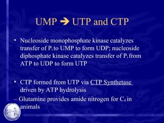 UMP  UTP and CTP
• Nucleoside monophosphate kinase catalyzes
transfer of Pi to UMP to form UDP; nucleoside
diphosphate kinase catalyzes transfer of Pi from
ATP to UDP to form UTP
• CTP formed from UTP via CTP Synthetase
driven by ATP hydrolysis
– Glutamine provides amide nitrogen for C4 in
animals
 
